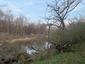 Žltochvost lesný ( hôrny) (22.4.2025)