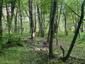 Žltochvost lesný ( hôrny) (22.4.2025)
