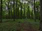 Vrana popolavá (26.4.2025)