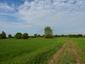 Žltochvost lesný ( hôrny) (25.4.2025)