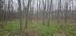 Kukučka obyčajná (jarabá) (23.4.2025)