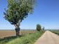 Žltochvost lesný ( hôrny) (30.4.2025)