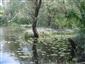 potápnik dvojčiarový (30.5.2014)