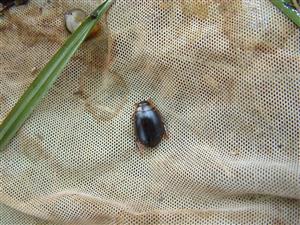 Graphoderus bilineatus