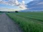 Vrabec poľný (4.5.2025)