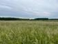Žltochvost lesný ( hôrny) (30.5.2025)