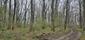 Pinka lesná (30.5.2025)