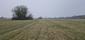 trasochvost biely (30.5.2025)