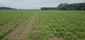 trasochvost biely (30.5.2025)
