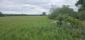 Žltochvost lesný ( hôrny) (30.5.2025)