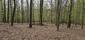 Kukučka obyčajná (jarabá) (29.5.2025)