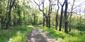 Vrana popolavá (27.4.2025)