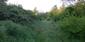 trasochvost biely (27.4.2025)