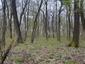 Žltochvost lesný ( hôrny) (22.5.2025)