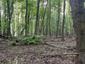 Hrdlička záhradná (17.5.2025)
