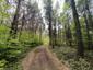 Pinka lesná (29.5.2025)