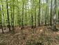 trasochvost biely (29.5.2025)