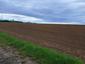 trasochvost biely (26.4.2025)