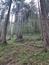 Pinka lesná (31.5.2025)