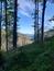 trasochvost biely (31.5.2025)