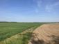 Žltochvost lesný ( hôrny) (21.5.2025)
