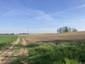 Hýľ lesný (obyčajný) (21.5.2025)