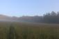 trasochvost biely (25.5.2025)