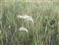 Stipa joannis