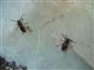 Dorcadion fulvum