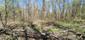 Vrana popolavá (27.4.2025)