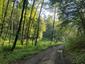 Kukučka obyčajná (jarabá) (29.5.2025)