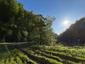 Žltochvost lesný ( hôrny) (29.5.2025)