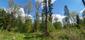 trasochvost biely (25.5.2025)