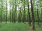 Pinka lesná (20.5.2025)