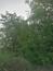 trasochvost biely (7.5.2025)