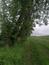 Vrana popolavá (5.6.2025)