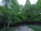 Žltochvost lesný ( hôrny) (27.5.2025)
