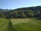 trasochvost biely (25.5.2025)