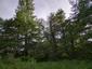 trasochvost biely (9.5.2025)
