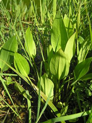 Pohľad na plochu TML