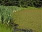 Prirodzené eutrofné a mezotrofné stojaté vody s vegetáciou plávajúcich a/alebo ponorených cievnatých rastlín typu Magnopotamion alebo Hydrocharition (15.6.2014)