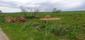 Vrana popolavá (24.5.2025)