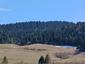 sova lesná (obyčajná) (8.4.2025)