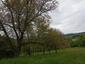 Vlha hájová (obyčajná) (13.5.2025)