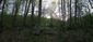 Žltochvost lesný ( hôrny) (26.4.2025)
