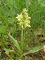 Dactylorhiza sambucina