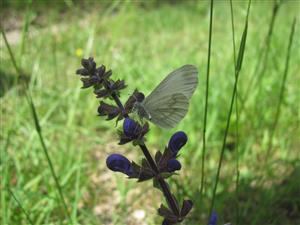 Leptidea morsei - imago