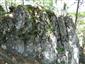 Karbonátové skalné steny a svahy so štrbinovou vegetáciou (11.6.2014)