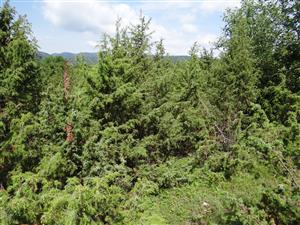 Záber na monitorovaný biotop.