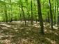 strakoš červenochrbtý (obyčajný) (26.4.2025)